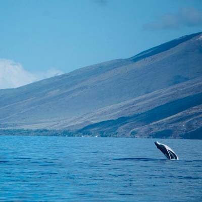 Naturopath Lafayette CA Whale Naturopath Lafayette CA Whale